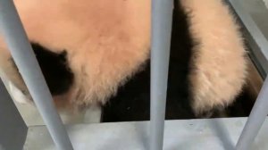 Ща будем Плавать, а чë Мне🤣Московский зооПарк🐼👀🤣🔥👍Baby Panda Moscow zoo🐼👀🤣🔥👍