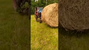 Погрузка сена большой рулон на тракторе т-16!