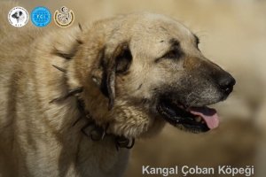 Презентация породы Кангальская овчарка (стандарт МКФ "331/FCI №331) KANGAL SHEPHERD DOG