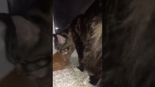 Как встречают авторитетного Мейн-куна в новом доме. Maine Coon Meeting In The New House