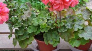 Пеларгония Сара Хант