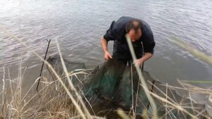 Ловля раков на раколовку. Приманка для раков из тухлой курицы.