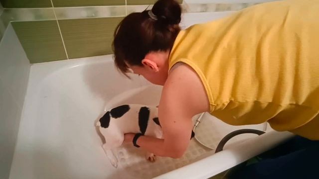 Щенок Французского бульдога Эрос собирается домой. Путь Москва-Хабаровск. смотреть онлайн