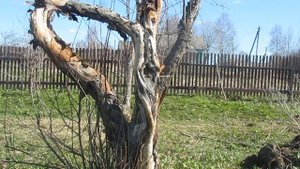 Черный рак яблони. Причины заболевания и способы лечения.