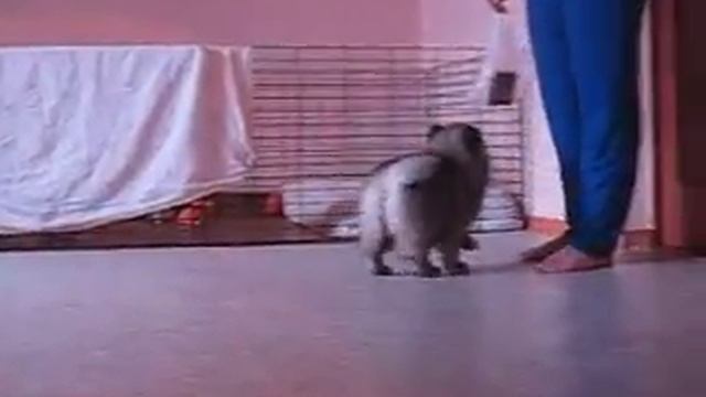 Щенки кеесхонда (вольфшпица) п-к ИЗ МИРАШЕЛА смотреть онлайн