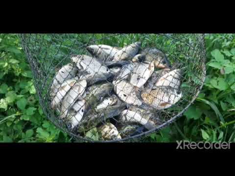 ЛОВЛЯ КАРАСЯ НА ЛЕСНОМ ОЗЕРЕ!!! УЛОВ ОТ ДУШИ!!! смотреть онлайн