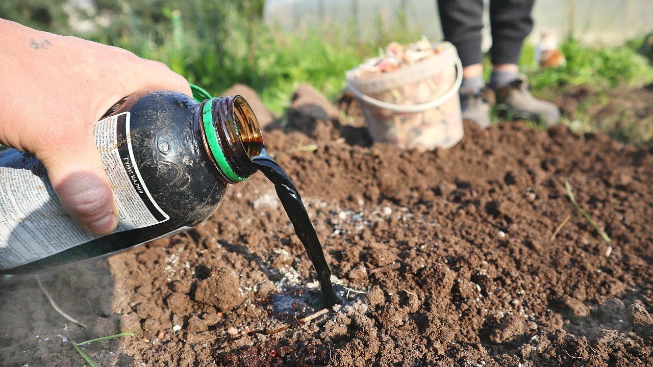 Пролить грядки теплой водой после заморозков.