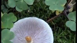 Рядовки Говорушки дымчато - серые. Летние опята - Ворушки.  Как распознать.