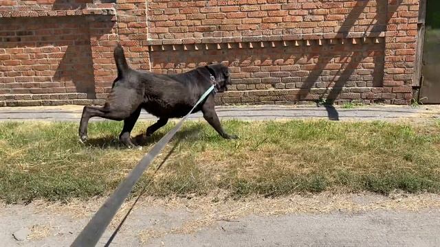 ГУЛЯ однопомётная сестра САРБАЯ Чемпиона Чемпионата "Ворота Кавказа " смотреть онлайн