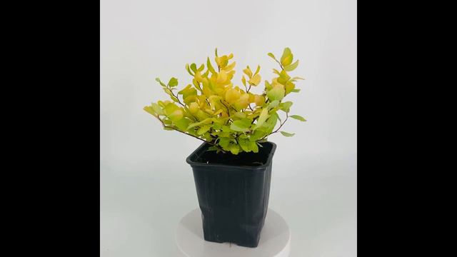 Спирея березолистная ТорГолд. Потча-сад смотреть онлайн