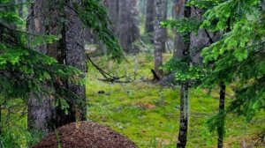 5 самых красивых и больших заповедников России