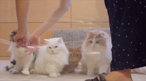 КОТЫ vs НЕВИДИМАЯ СТЕНА