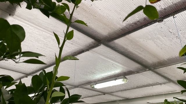 Тем временем... Уборка, обрезка, жировик на апельсине, будни ???? смотреть онлайн