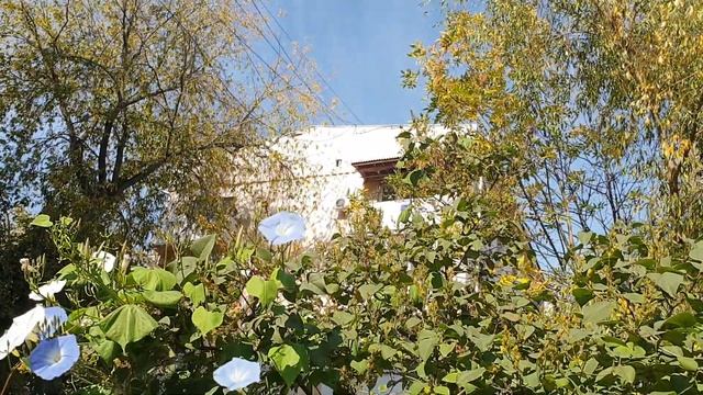 большие цветы ипомеи смотреть онлайн