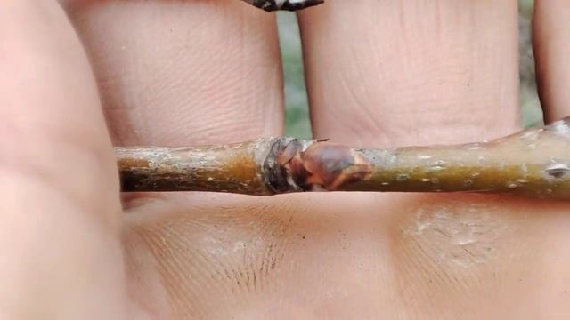 Как отличать почки груши?