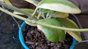 Цветение хойи керри адьбомартина, The hoya Karri Albomargina is Blooming.