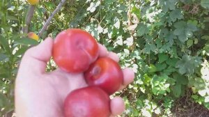 Нектакотум