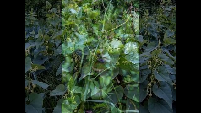 Кирказон ломоносовидный Aristolochia clematitis смотреть онлайн