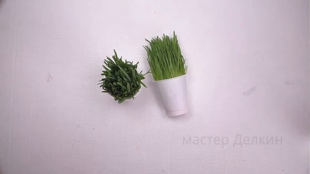 трава для кошки как быстро вырастить без земли. how to quickly grow grass for a cat without land. смотреть онлайн