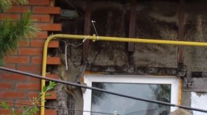 Дельта на 40 метров, из полёвки, скотча и удочек. Для поста на 27kb.ru