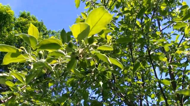 My Suburban Apple Orchard - Honeycrisp, Fireside & McIntosh Apples смотреть онлайн