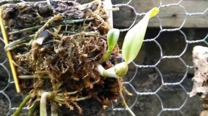 #Орхидея Dendrobium Pierardii с переломом!!!