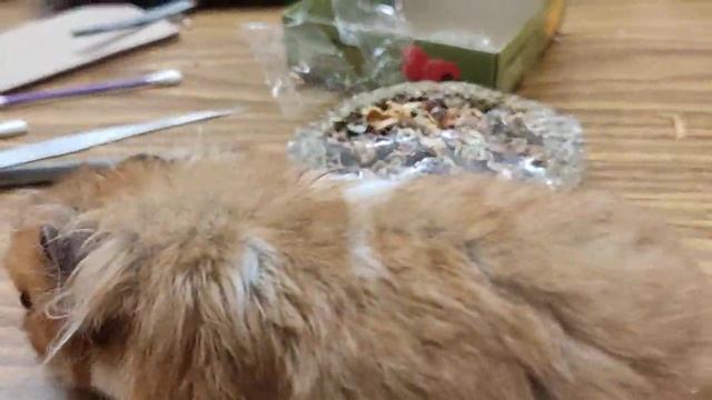 Пицца для хомячка. Хомяк пробует на вкус пиццу из сухофруктов! смотреть онлайн