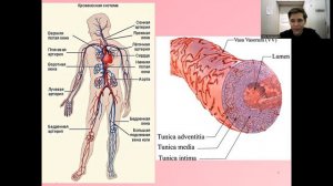 Кровеносная система за 10 минут