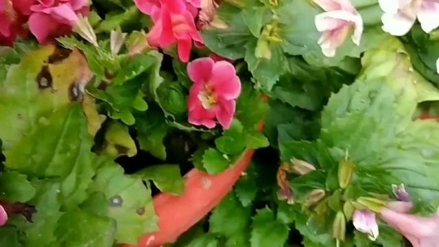 How to Grow and Care Mimulus Plant - Monkey Flowers | Kaise laga kar Dekhbhal kare Mimulus ki смотреть онлайн