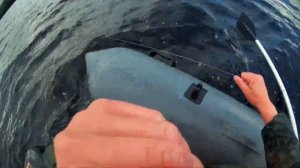 Продольник на судака(проверка).