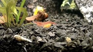 Креветка Черри с икрой / Shrimp Cherry