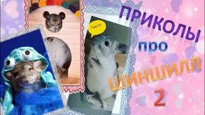 Лучшие приколы про ШИНШИЛЛ! Смешные ШИНШИЛЛЫ! Funny chinchillas❤#2