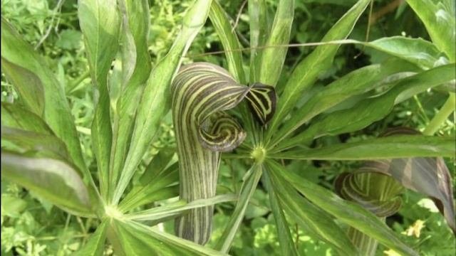 ❀РЕДКИЕ МНОГОЛЕТНИКИ САДОВЫЕ. Часть 3❀