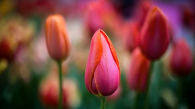 Практика Что я излучаю в Мир? - Лада Куровская смотреть онлайн