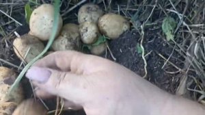 КАРТОФЕЛЬ СОРТ СЫНОК // КОЛЛЕКЦИЯ ЛИПАТОВОЙ АНАСТАСИИ // ВАЦАП ДЛЯ ЗАКАЗА 8-915-245-81-59 ПИСЬМЕННО