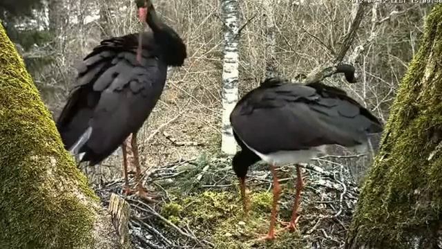 Вебкамера на гнезде чёрного аиста смотреть онлайн