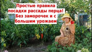 Простые правила посадки рассады перца! Без заморочек и с большим урожаем