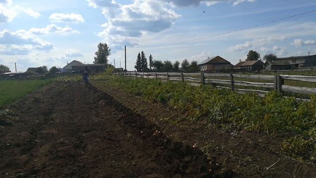 Копка картофеля мотоблоком 2018 год смотреть онлайн