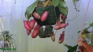 Непентес (Nepenthes) — род хищных растений.