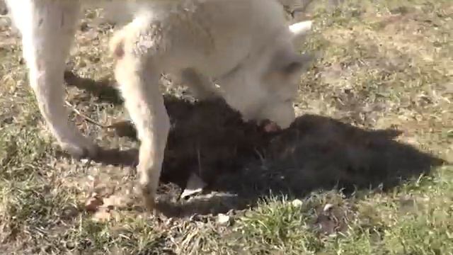 Собака лайка ругается, что у неё отбирают кость смотреть онлайн