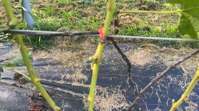 Виноград Хелена в Беларуси (24.09.22) смотреть онлайн