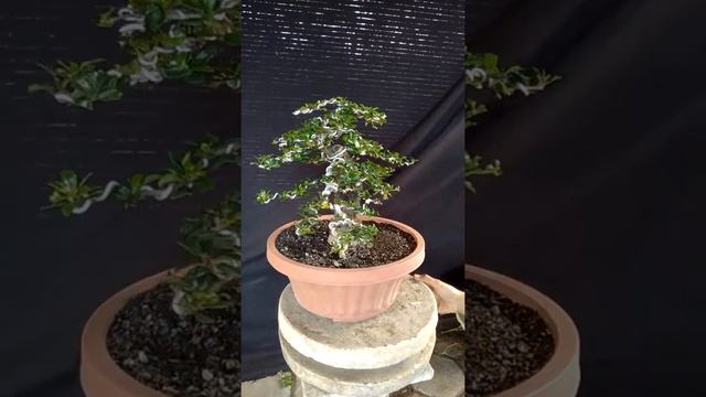 Bonsai Carmona Microphyla S.99.904