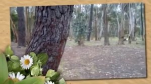 Удивительная природа Австралии. Дикая Австралия
