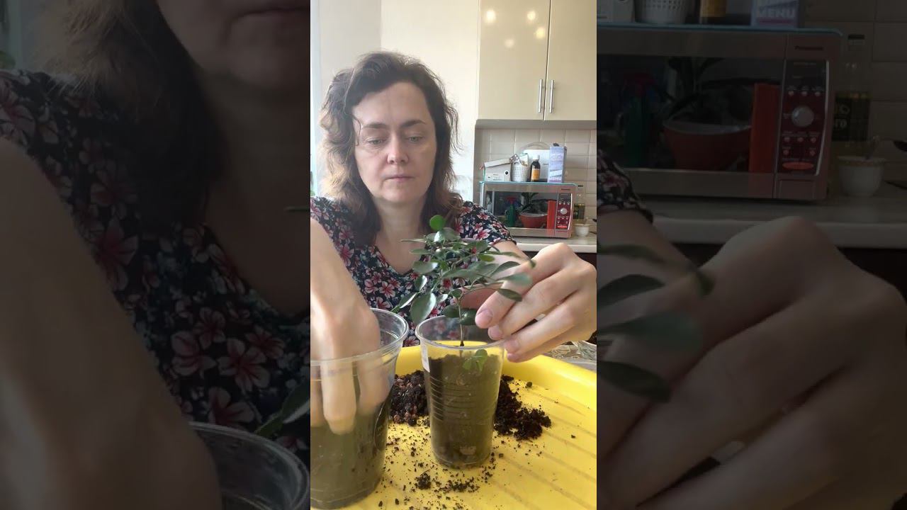Мурайя метельчатая. Пересадка.