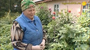 Агротехника георгинов. Любимые цветы со своими названиями