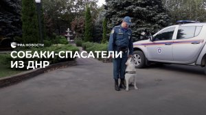 Собаки-спасатели из ДНР