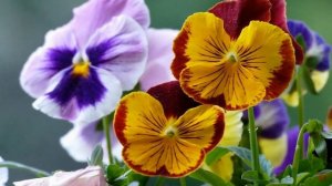 Анютины глазки (лат.  Viola tricolor)