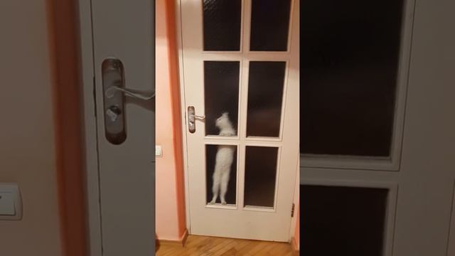MIMI from VAN. VANA CAT ванская кошка վանա կատու