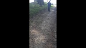 Восточно-европейская овчарка Цезарь. выполняет команды по голосу и по жесту на расстоянии.20mp4