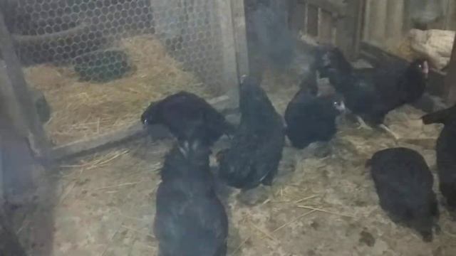 Амераукана и синь синь дянь, отбираем петушков. смотреть онлайн